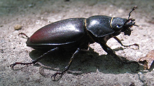 Hirschk&auml;fer, weiblich