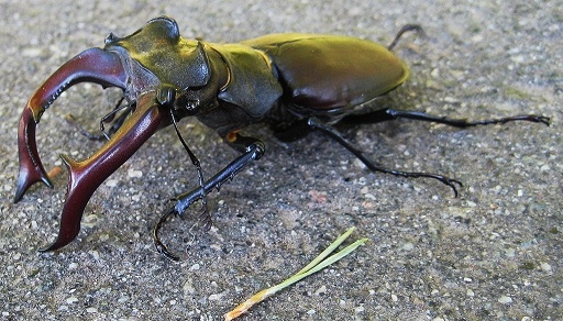 Hirchkäfer